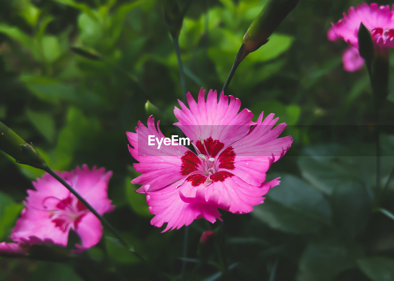 Close-up of pink flowers