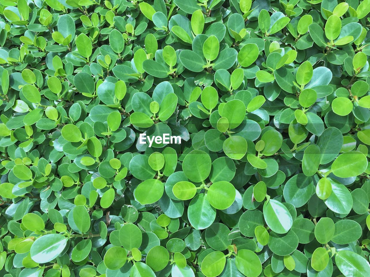 CLOSE-UP OF GREEN LEAVES