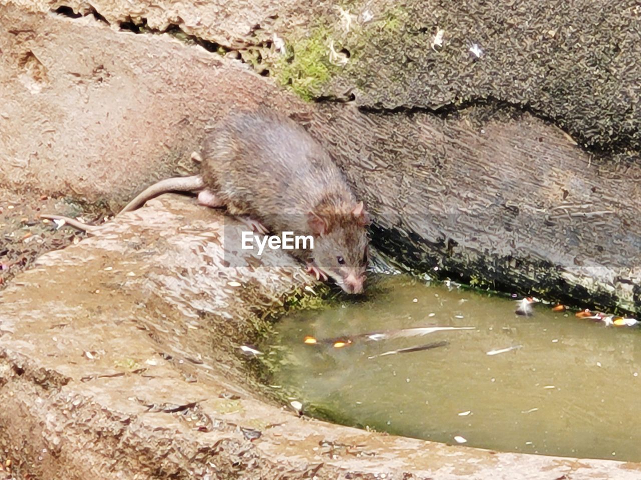 animal, animal themes, animal wildlife, one animal, wildlife, water, mammal, no people, nature, high angle view, day, outdoors, zoo, rock, rodent, rat