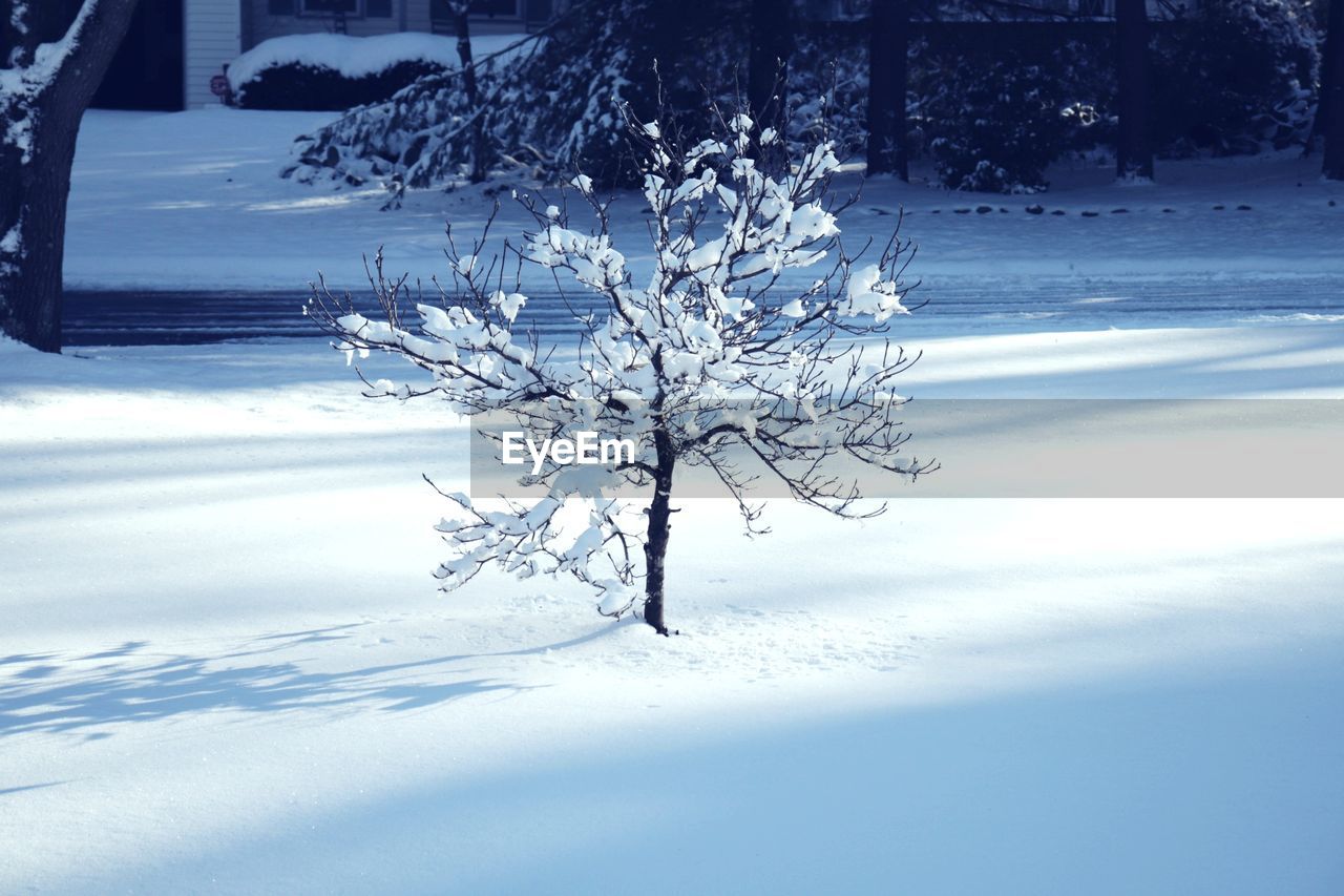 CLOSE-UP OF BARE TREE IN SNOW