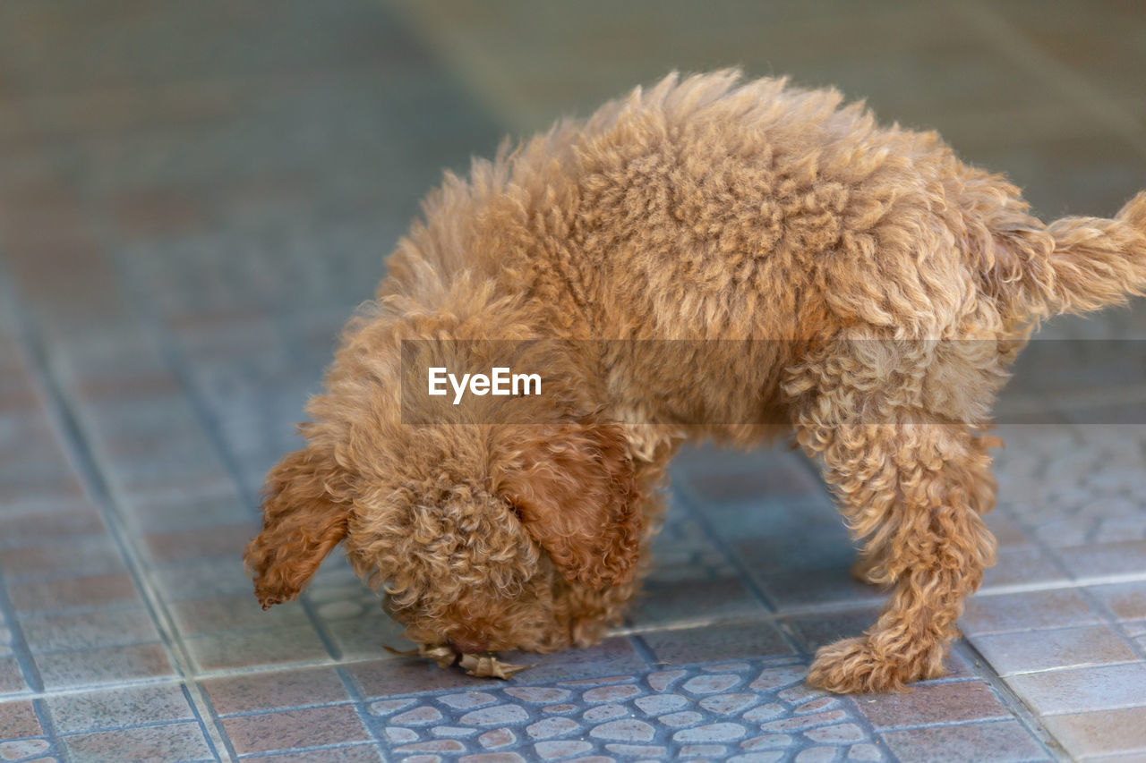 CLOSE-UP OF A DOG LYING ON FLOOR