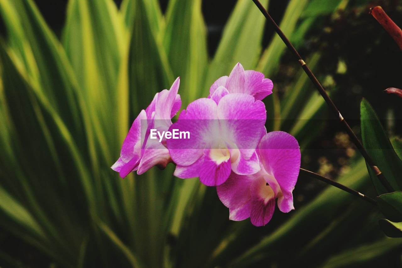 CLOSE-UP OF PINK FLOWER