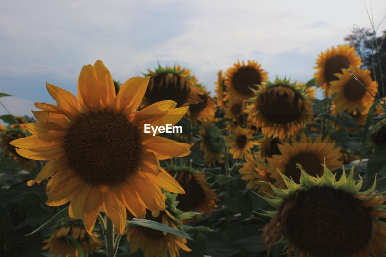 Close-up of yellow flowers blooming on field