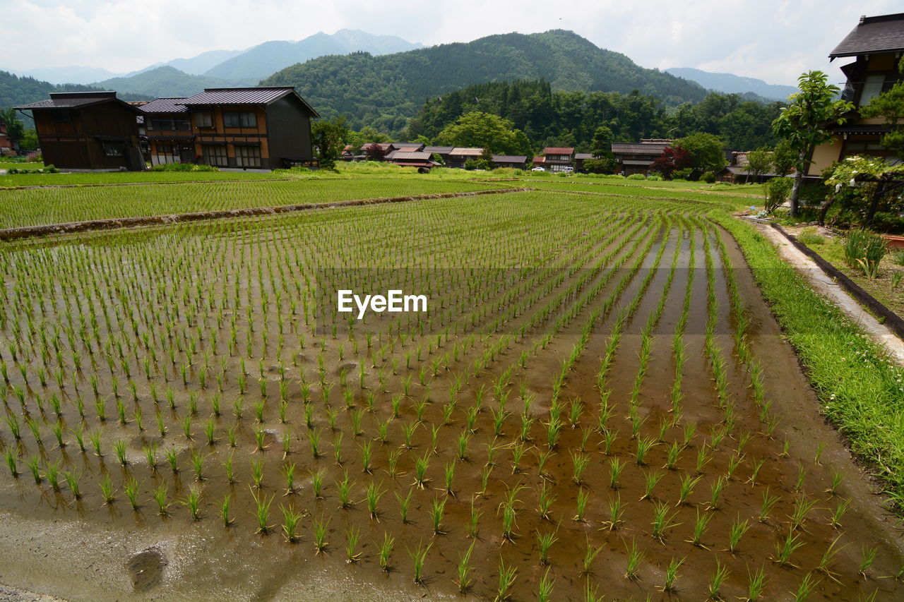 Scenic view of agricultural field by houses against mountains