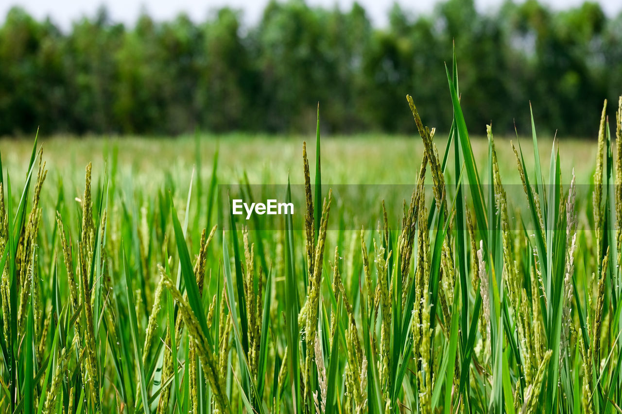 Close-up of crops growing on field