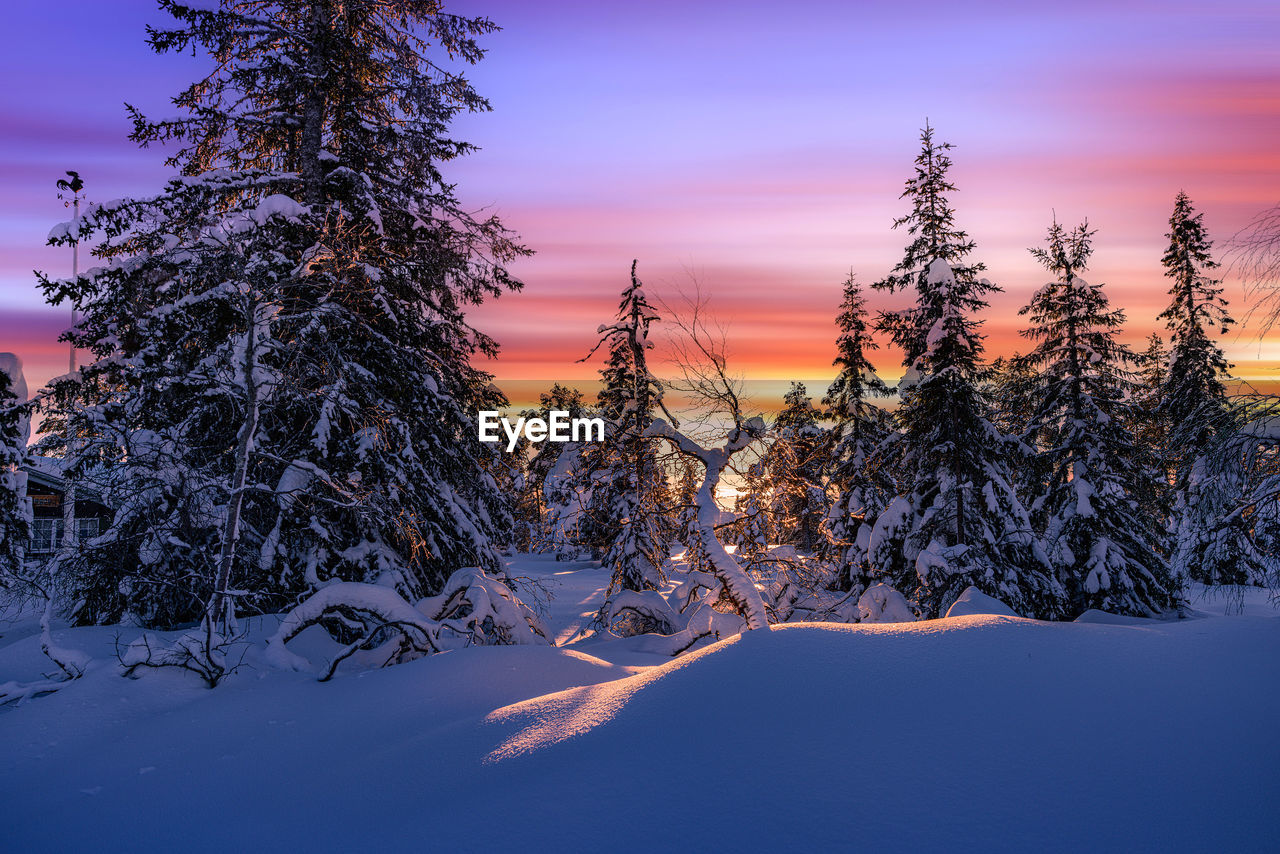 Trees on snow covered landscape