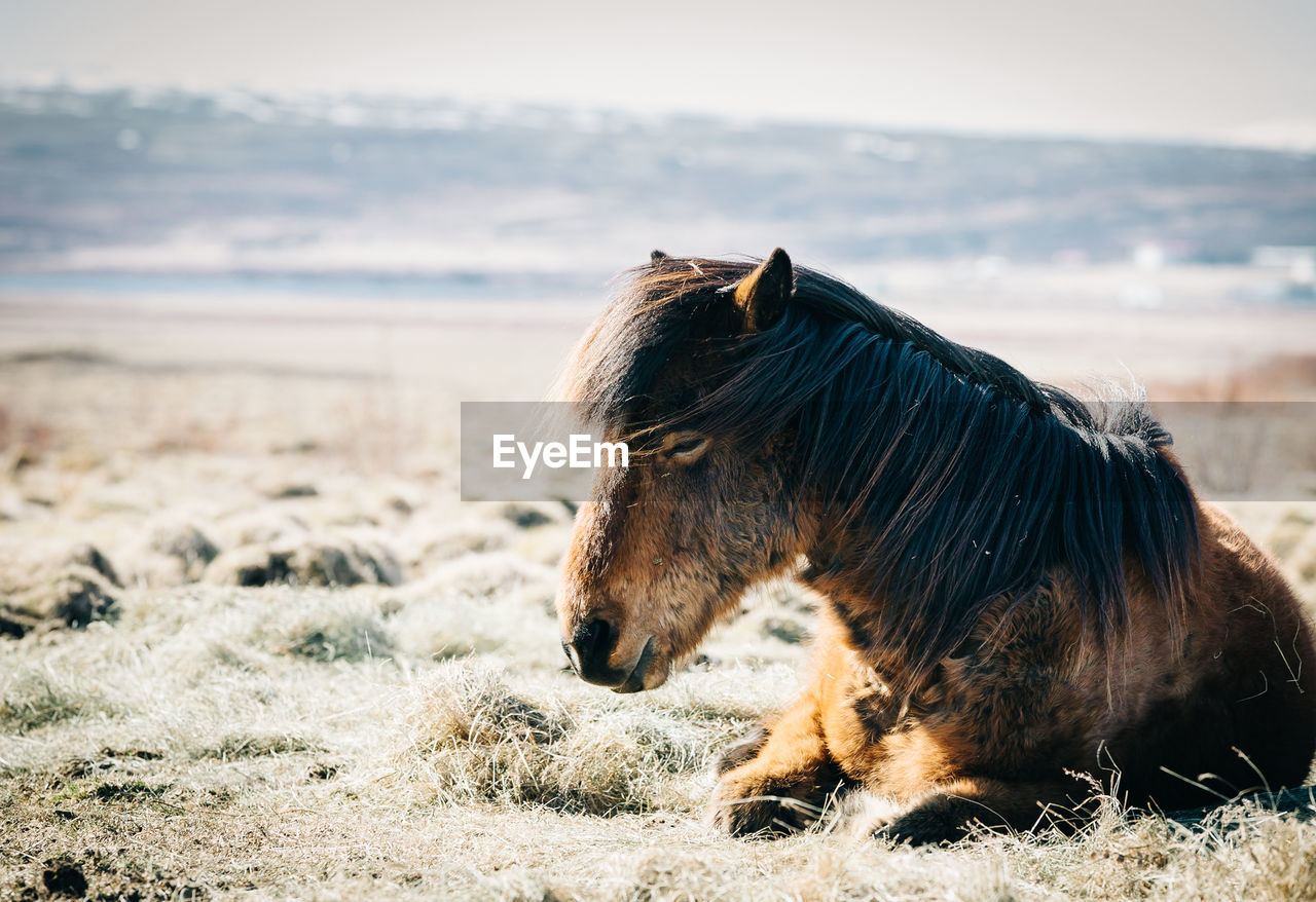 HORSE IN A FIELD