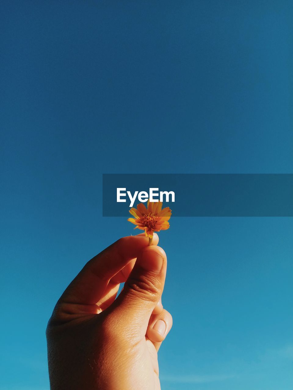 Close-up of hand holding flower against blue sky