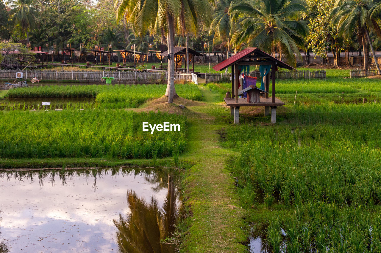 Scenic view of rice paddy against clear sky