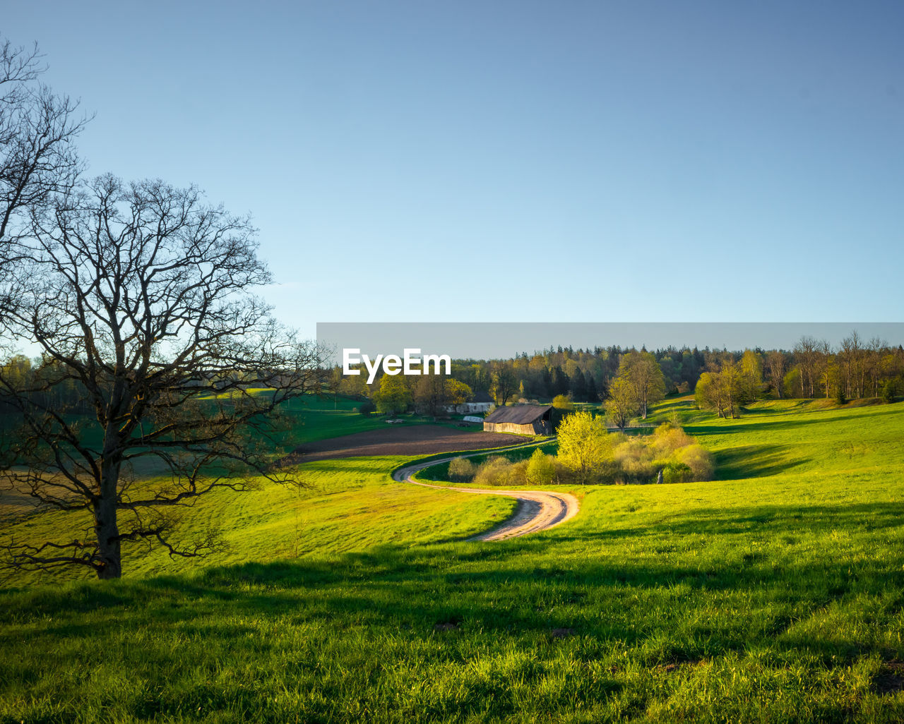 plant, landscape, tree, environment, grassland, grass, sky, scenics - nature, nature, land, field, meadow, green, beauty in nature, tranquility, prairie, tranquil scene, hill, plain, rural area, rural scene, morning, pasture, no people, clear sky, flower, non-urban scene, agriculture, horizon, day, idyllic, outdoors, blue, growth, sunlight, rapeseed, activity, golf, leaf, springtime, natural environment, sunny, copy space, cloud, farm, sports, golf course