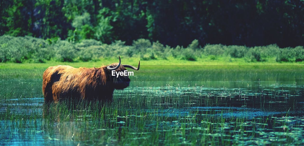 Cow standing in a lake