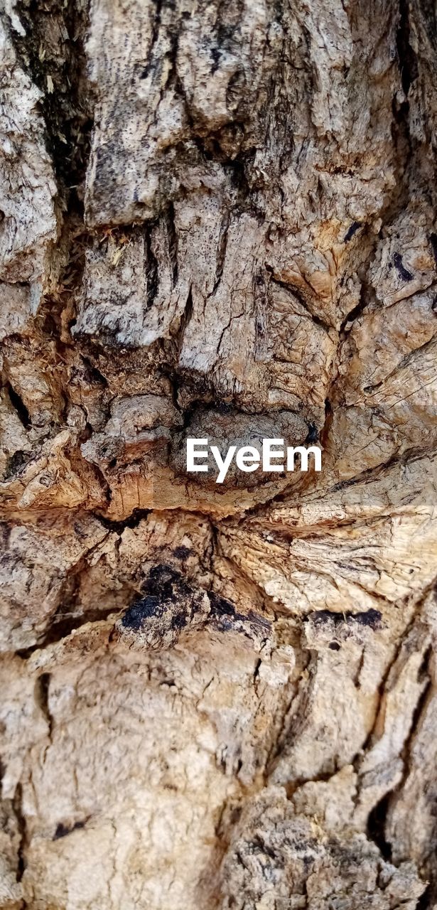 CLOSE-UP OF TREE BARK