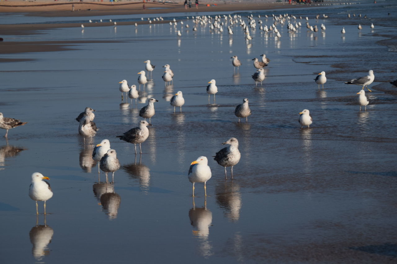 VIEW OF BIRDS IN WATER