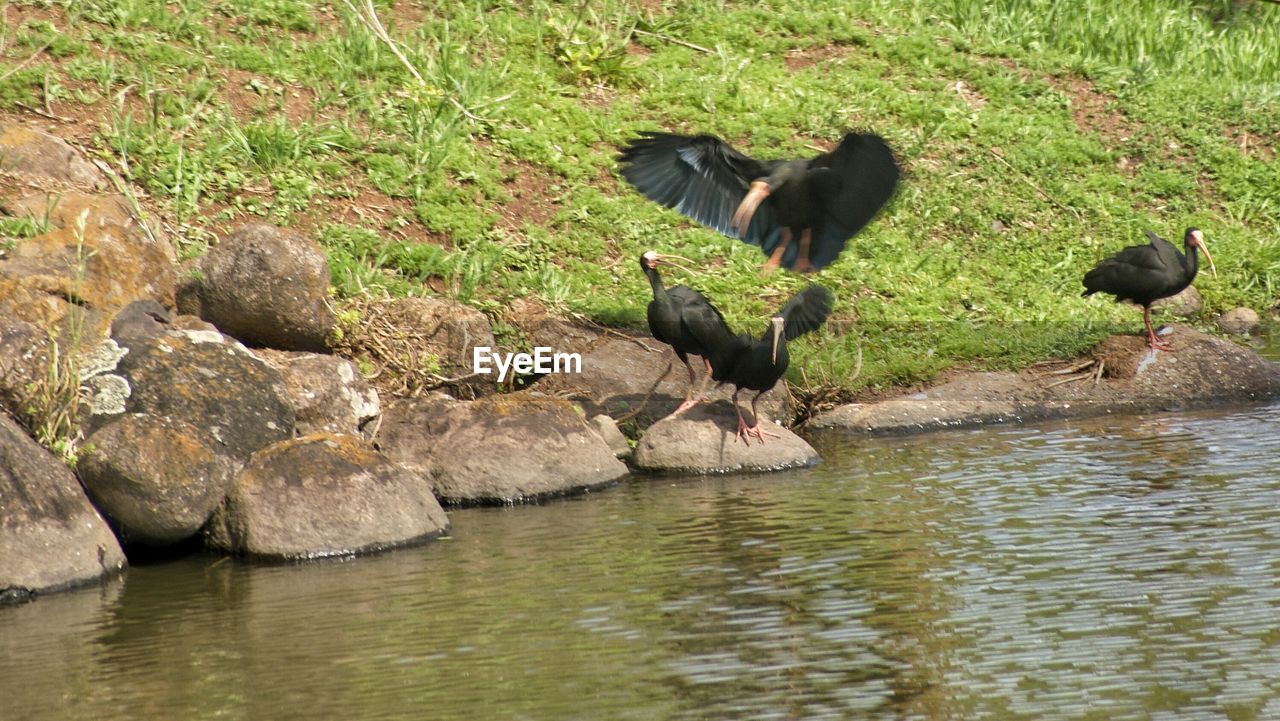 VIEW OF SWIMMING IN WATER