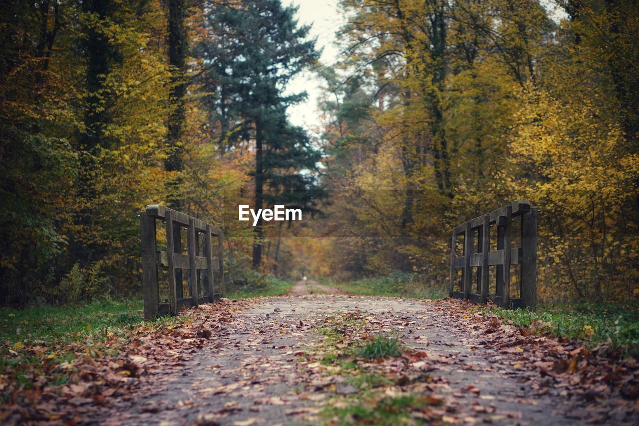 Footpath amidst trees in forest during autumn