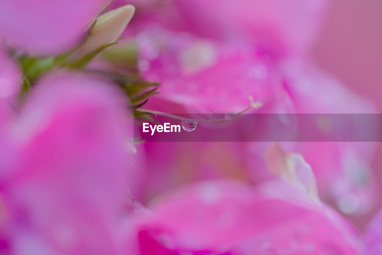 pink, plant, flower, flowering plant, freshness, beauty in nature, close-up, blossom, nature, selective focus, fragility, petal, macro photography, growth, drop, water, no people, wet, springtime, flower head, macro, magenta, outdoors, dew, purple, inflorescence, extreme close-up, shrub, defocused, rose, backgrounds, pastel colored, plant part, leaf