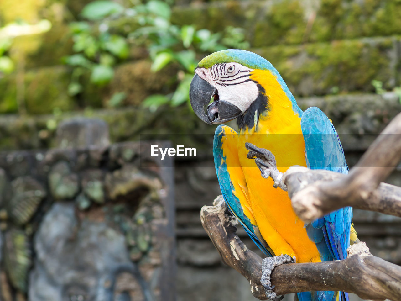 Close-up of gold and blue macaw perching on branch