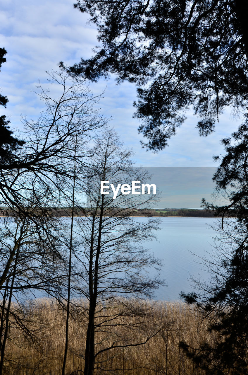 TREES AT LAKESHORE