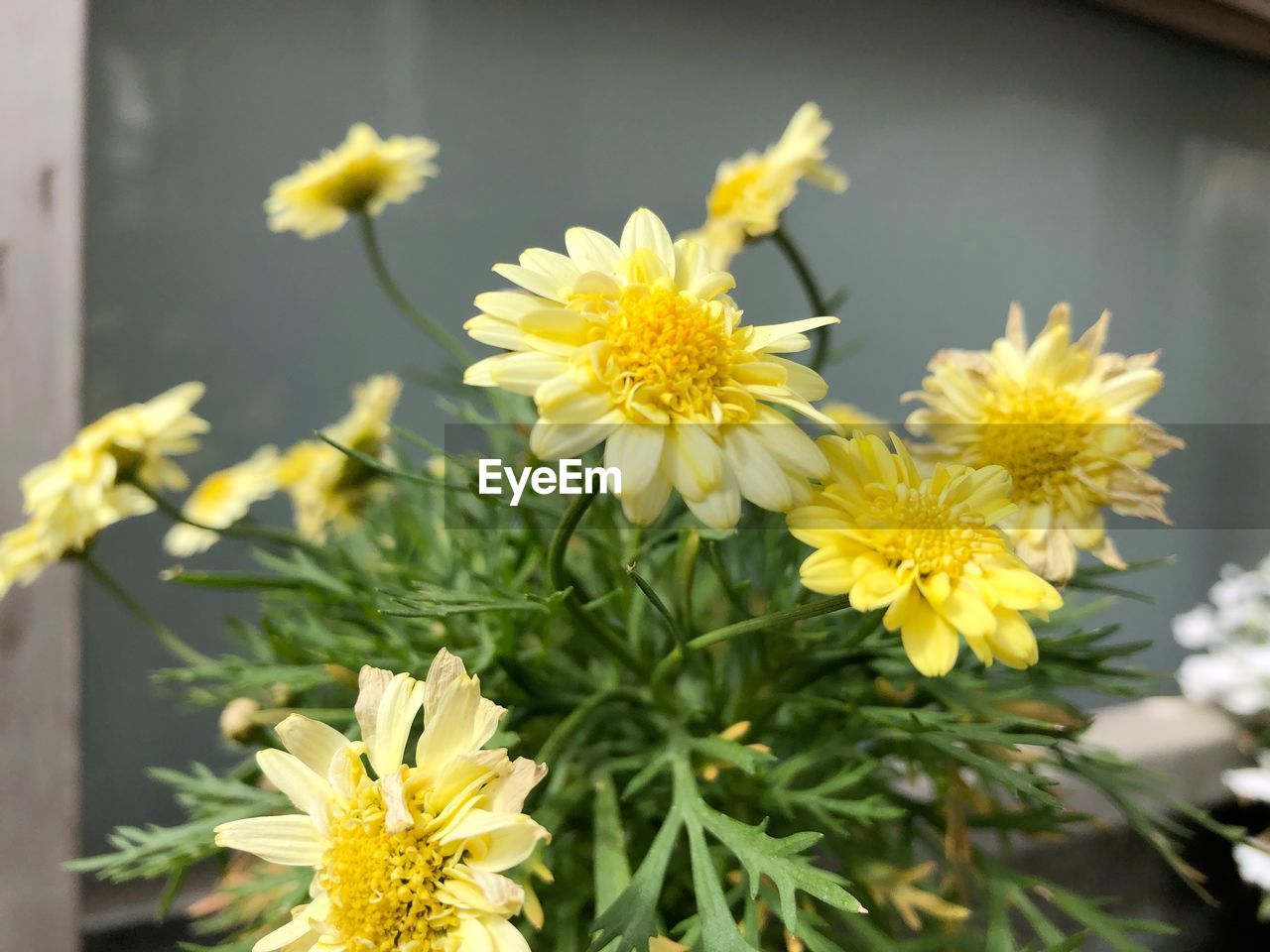 CLOSE-UP OF YELLOW DAISY FLOWERS AND PLANTS