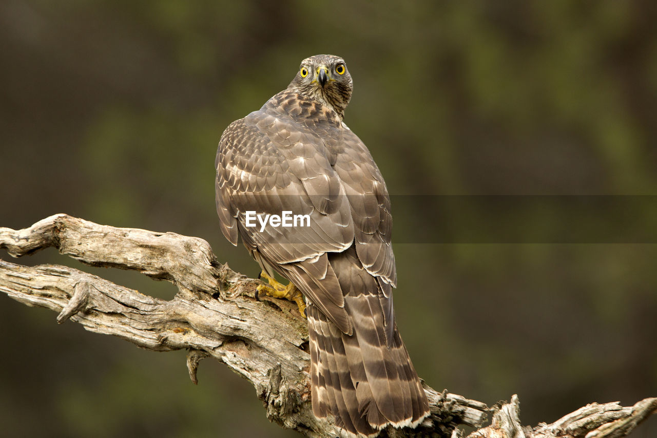 BIRD PERCHING ON A TREE