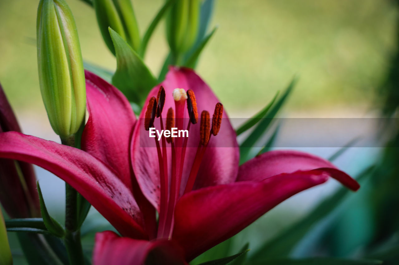 CLOSE-UP OF PINK FLOWERS