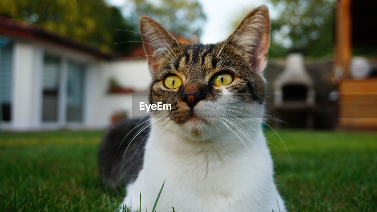Close-up portrait of cat on grassy field