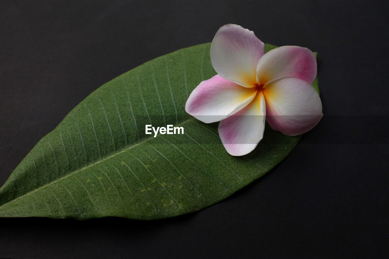 Top view fresh pink plumeria flower isolated with a black background