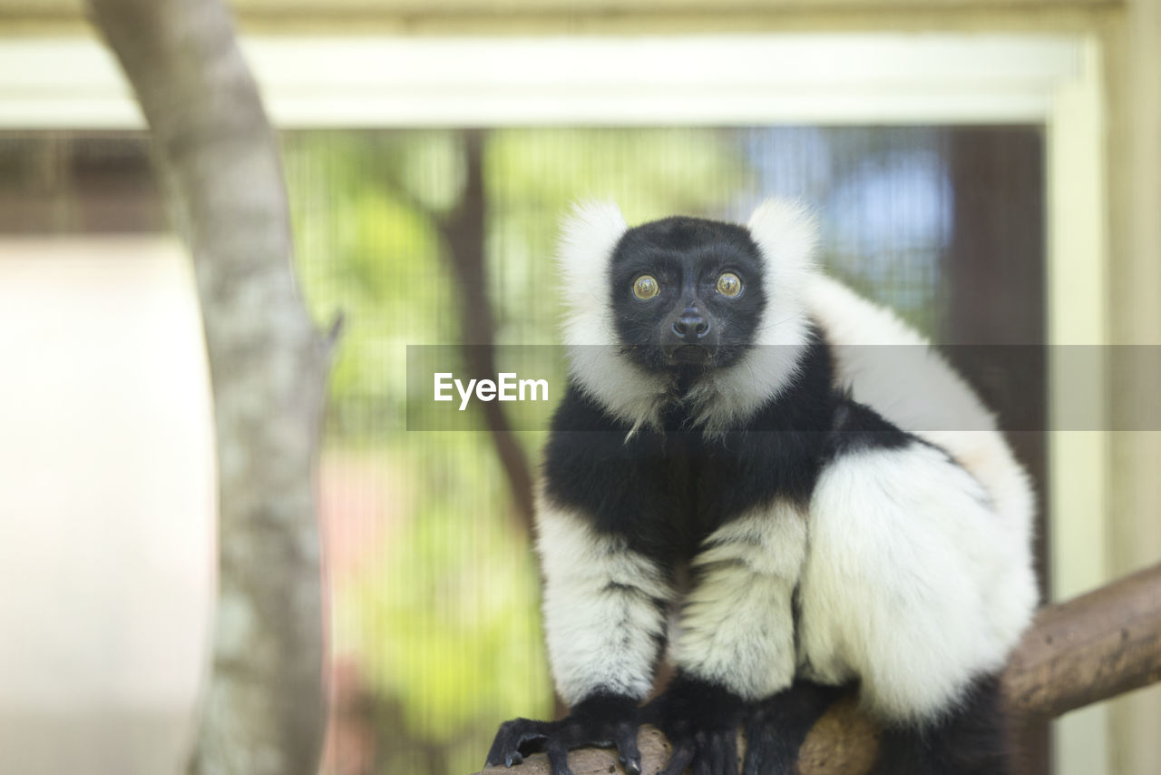 animal themes, animal, mammal, one animal, primate, animal wildlife, new world monkey, monkey, wildlife, sitting, tree, no people, portrait, looking at camera, gibbon, nature, animal hair, cute, focus on foreground, zoo, day, outdoors