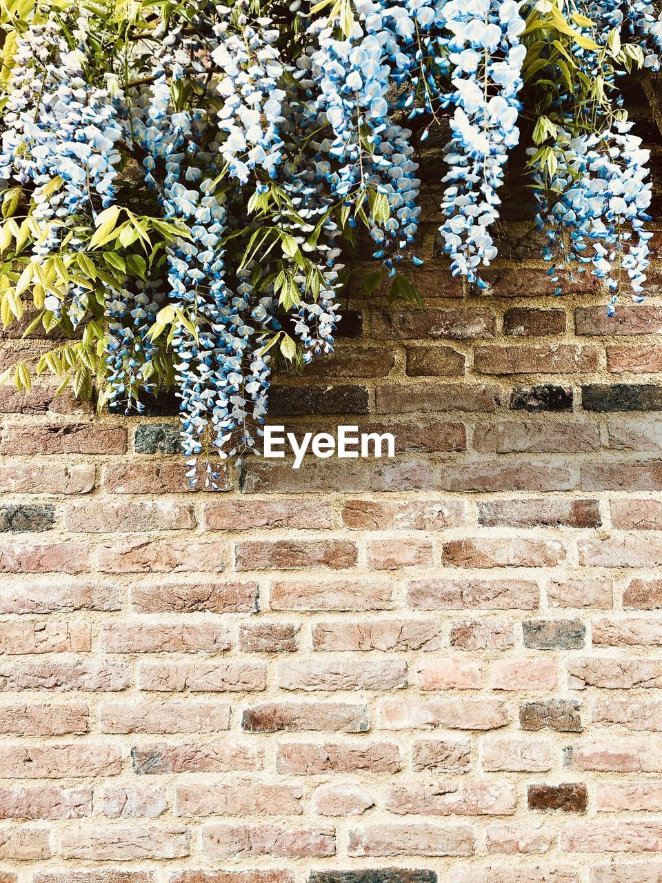 LOW ANGLE VIEW OF WALL AND TREES