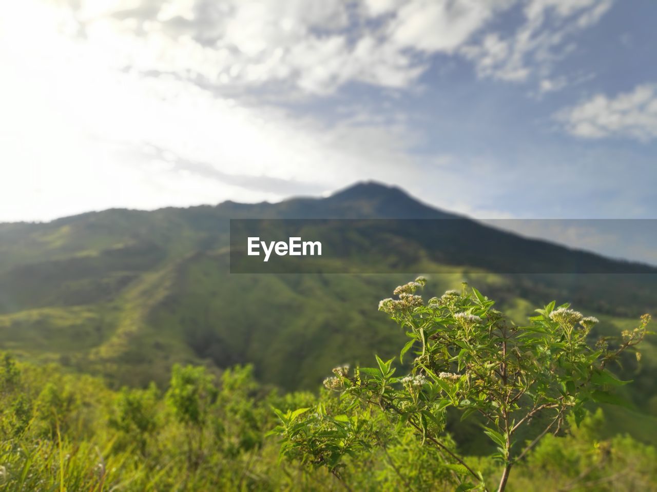 Scenic view of tree mountains against sky