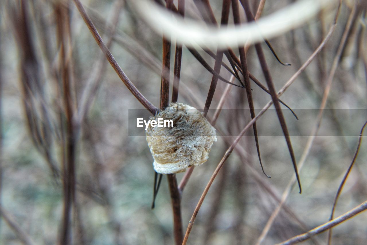 CLOSE-UP OF DRY PLANT IN WINTER