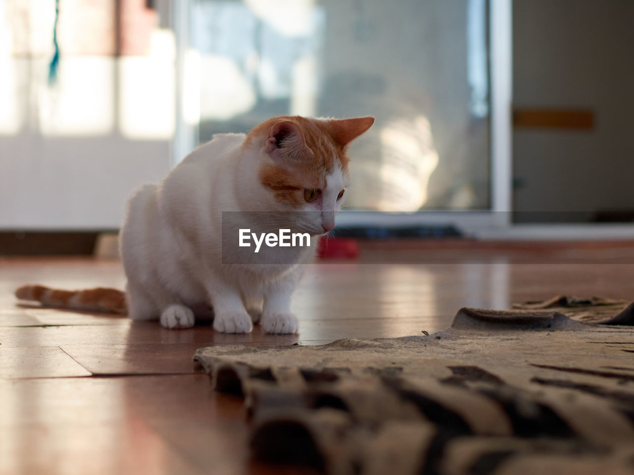 CAT LOOKING AWAY ON HARDWOOD FLOOR