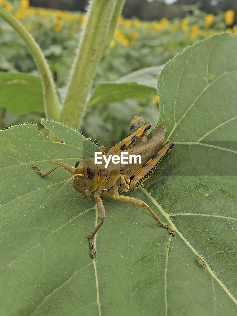 CLOSE-UP OF INSECT