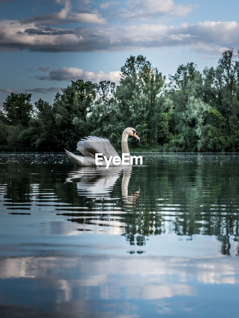 SWANS SWIMMING IN LAKE