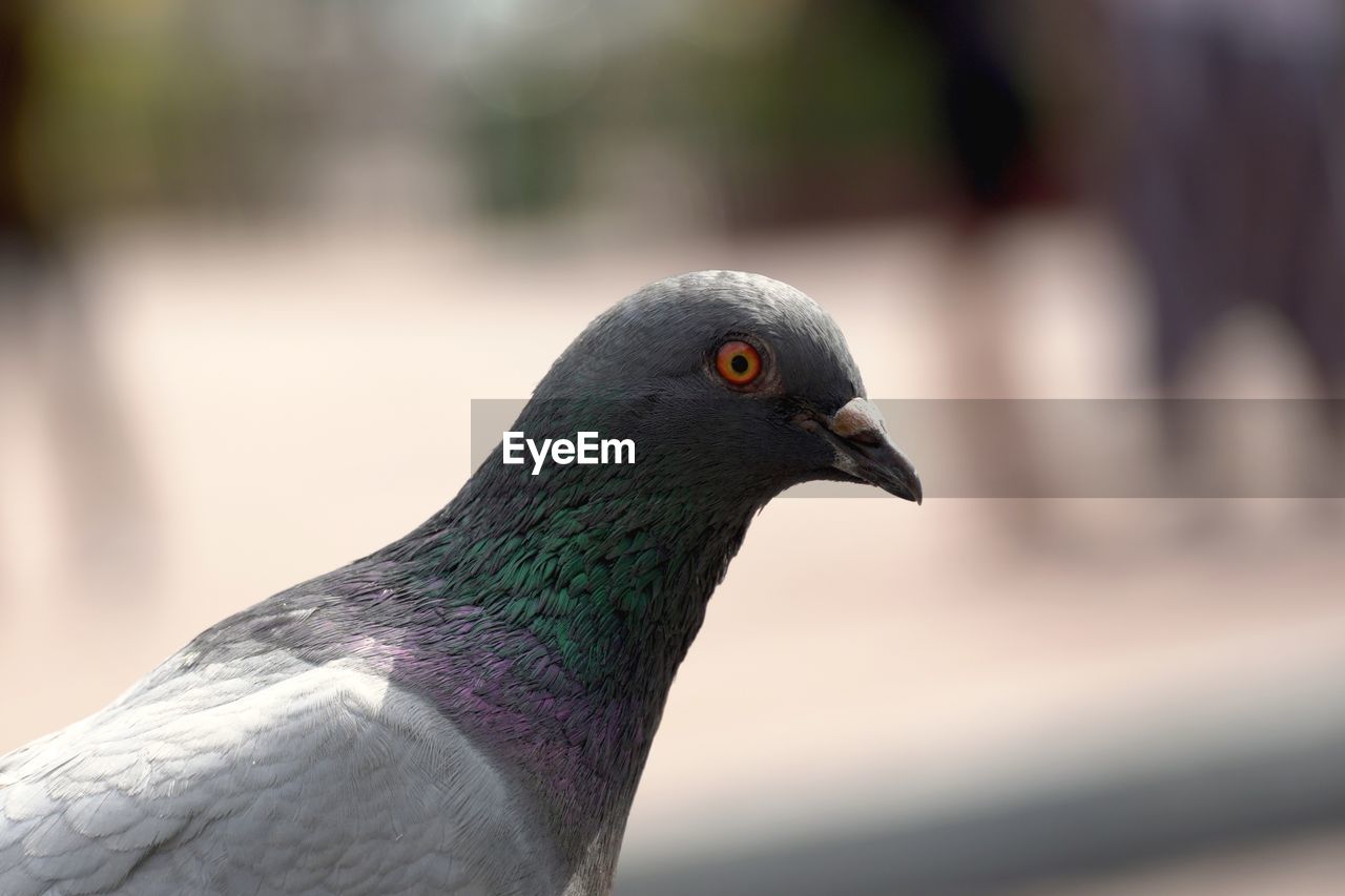 CLOSE-UP OF PIGEON PERCHING ON A BIRD