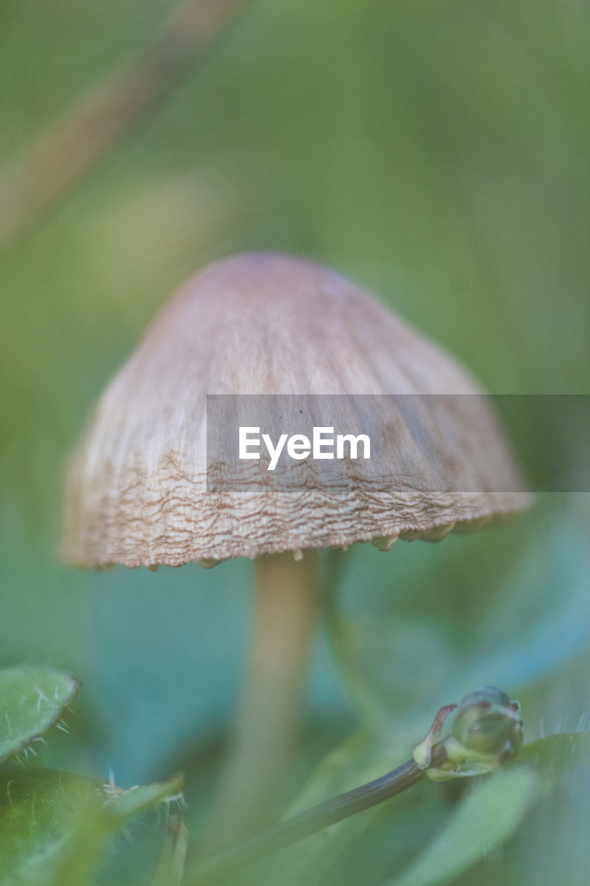 CLOSE-UP OF MUSHROOM GROWING ON FIELD