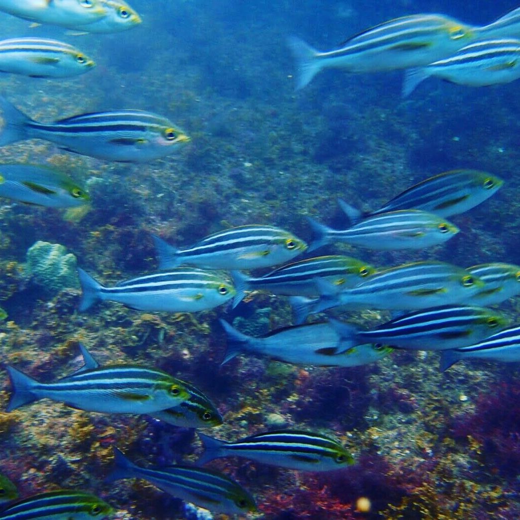 FISH UNDERWATER