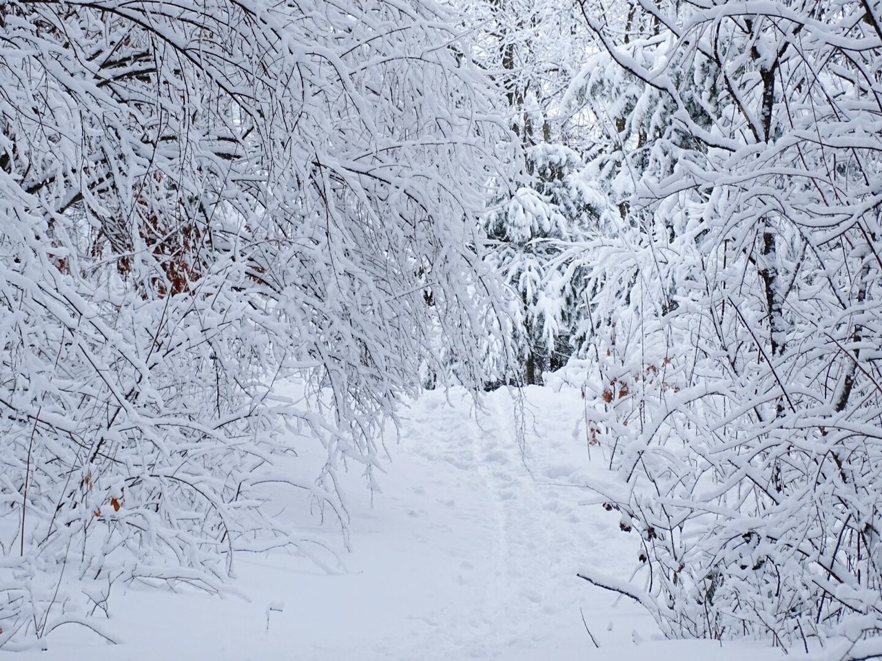 Frozen bare trees on snowcapped field during winter