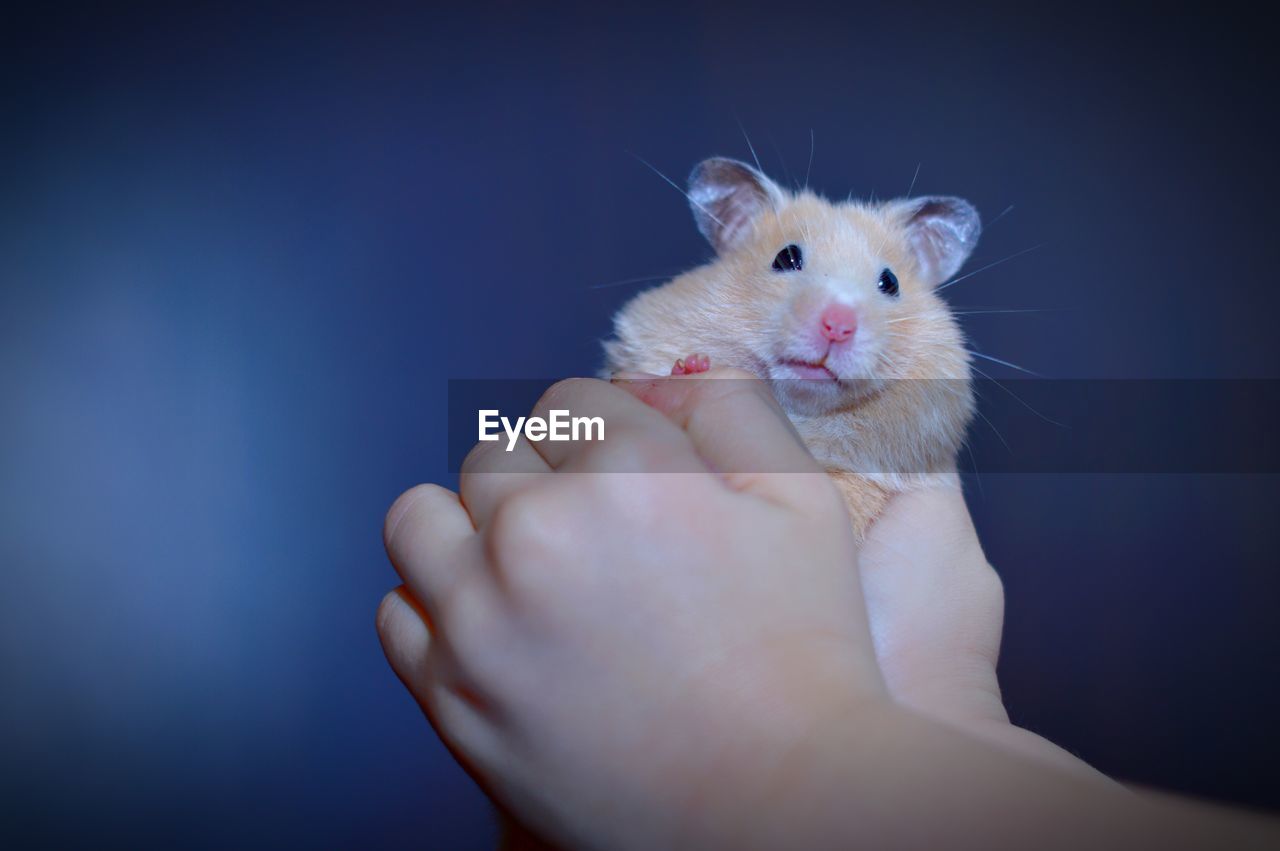 Midsection of person holding hand wits hamster against black background