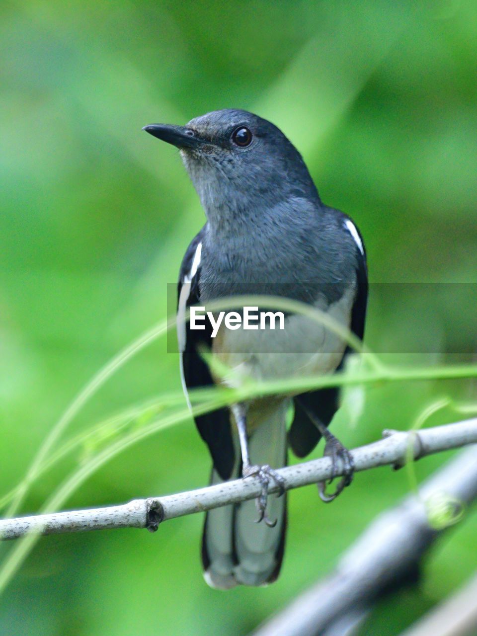 The oriental magpie robin