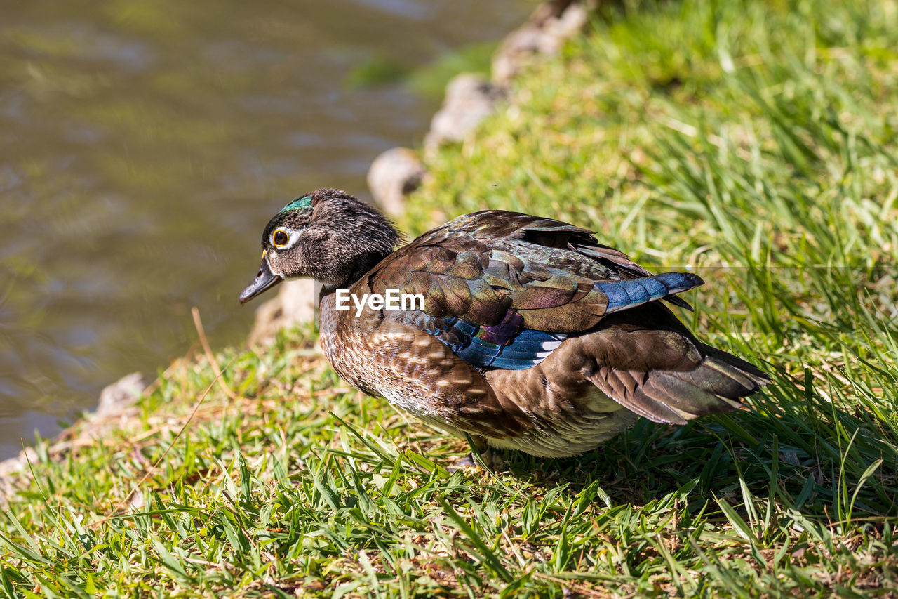 animal themes, animal, duck, bird, animal wildlife, wildlife, mallard, ducks, geese and swans, grass, water bird, nature, one animal, lake, water, poultry, beak, plant, no people, mallard duck, outdoors, day, full length, feather, beauty in nature, side view, sunlight, close-up, focus on foreground