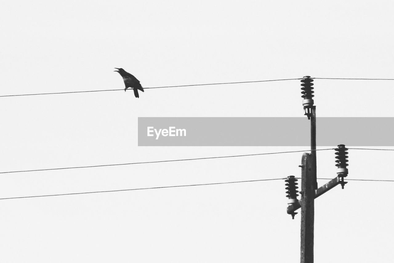 Low angle view of bird perching on cable against clear sky