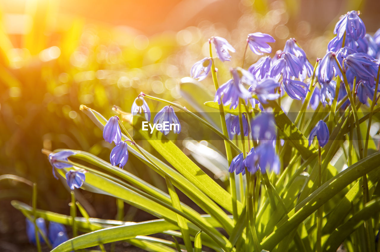 First spring flowers blue snowdrops in the sun. close-up flowers soft focus, creative focus and blur