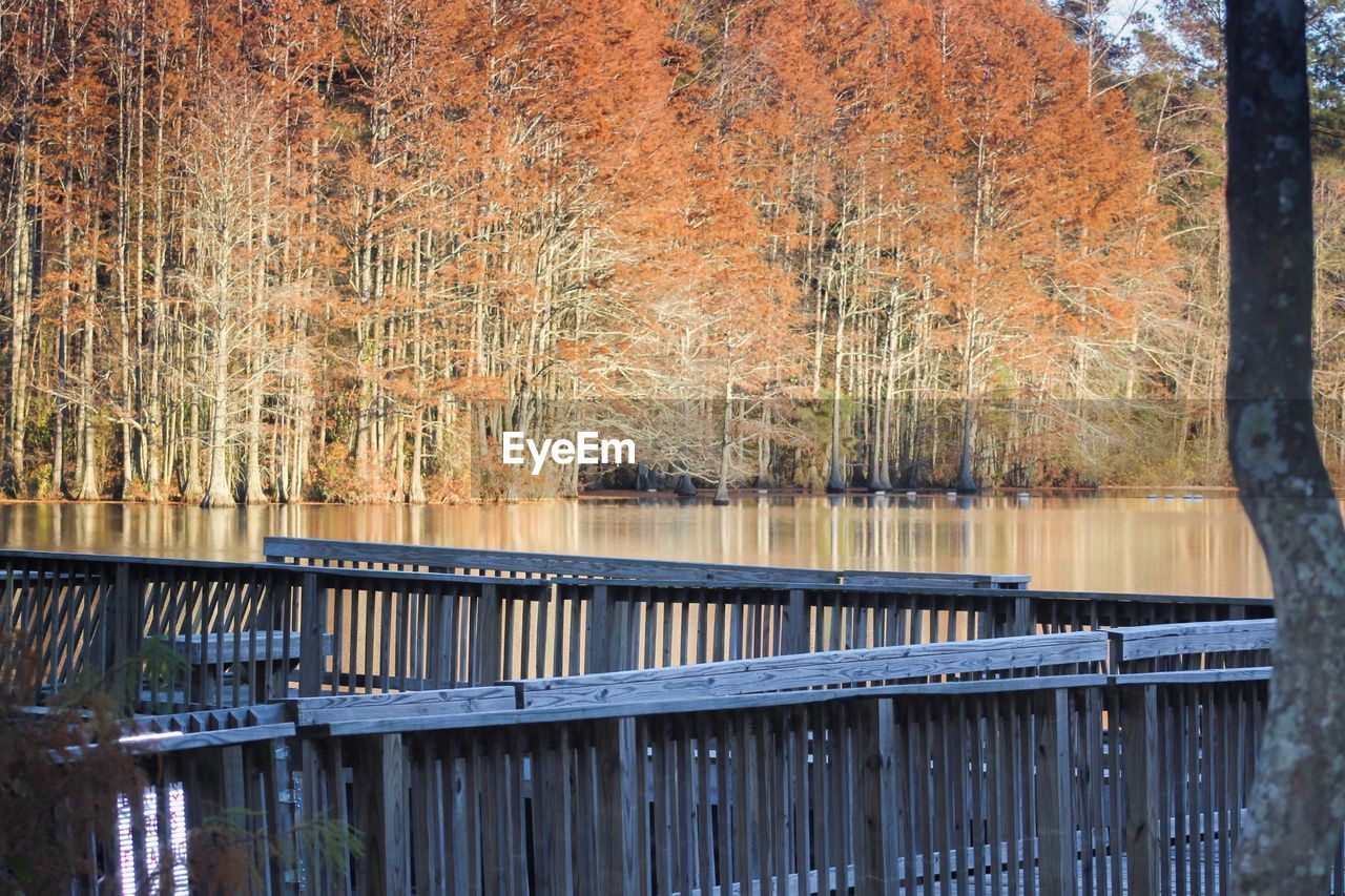 Autumn trees by lake at mazarick park