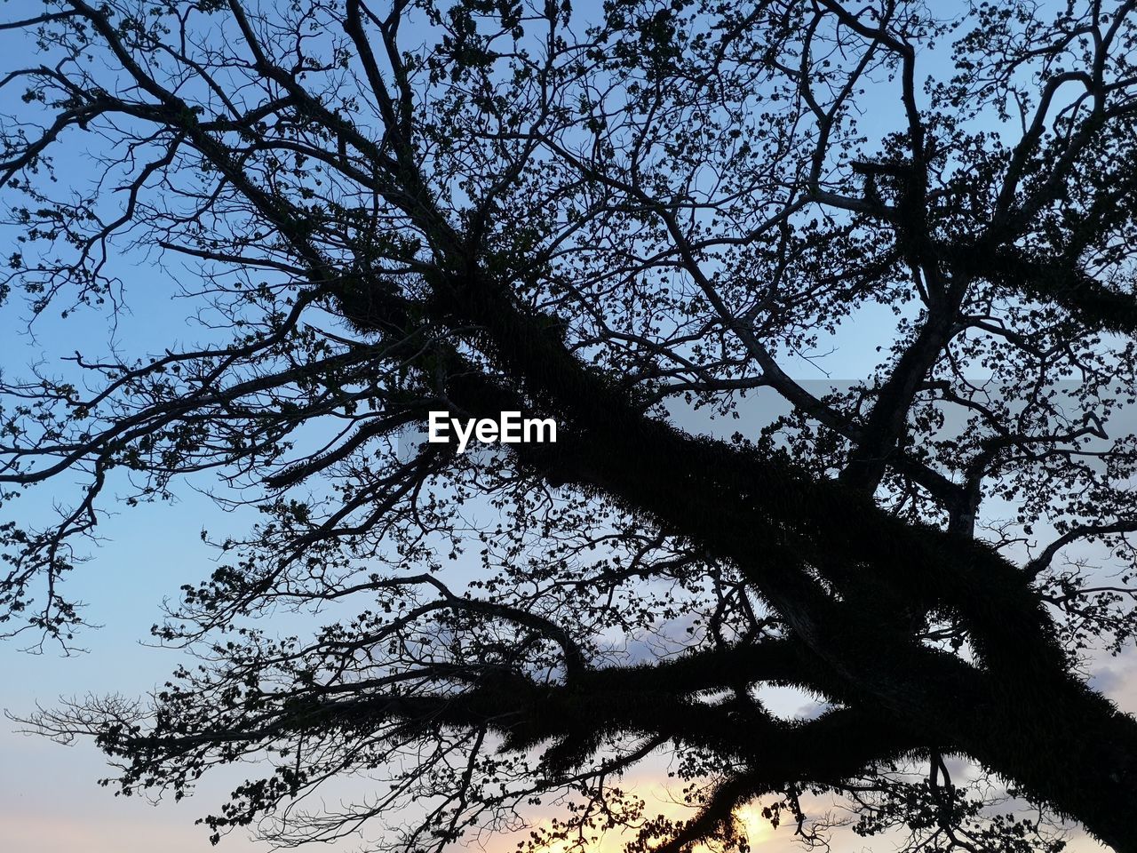 LOW ANGLE VIEW OF TREE AGAINST CLEAR SKY