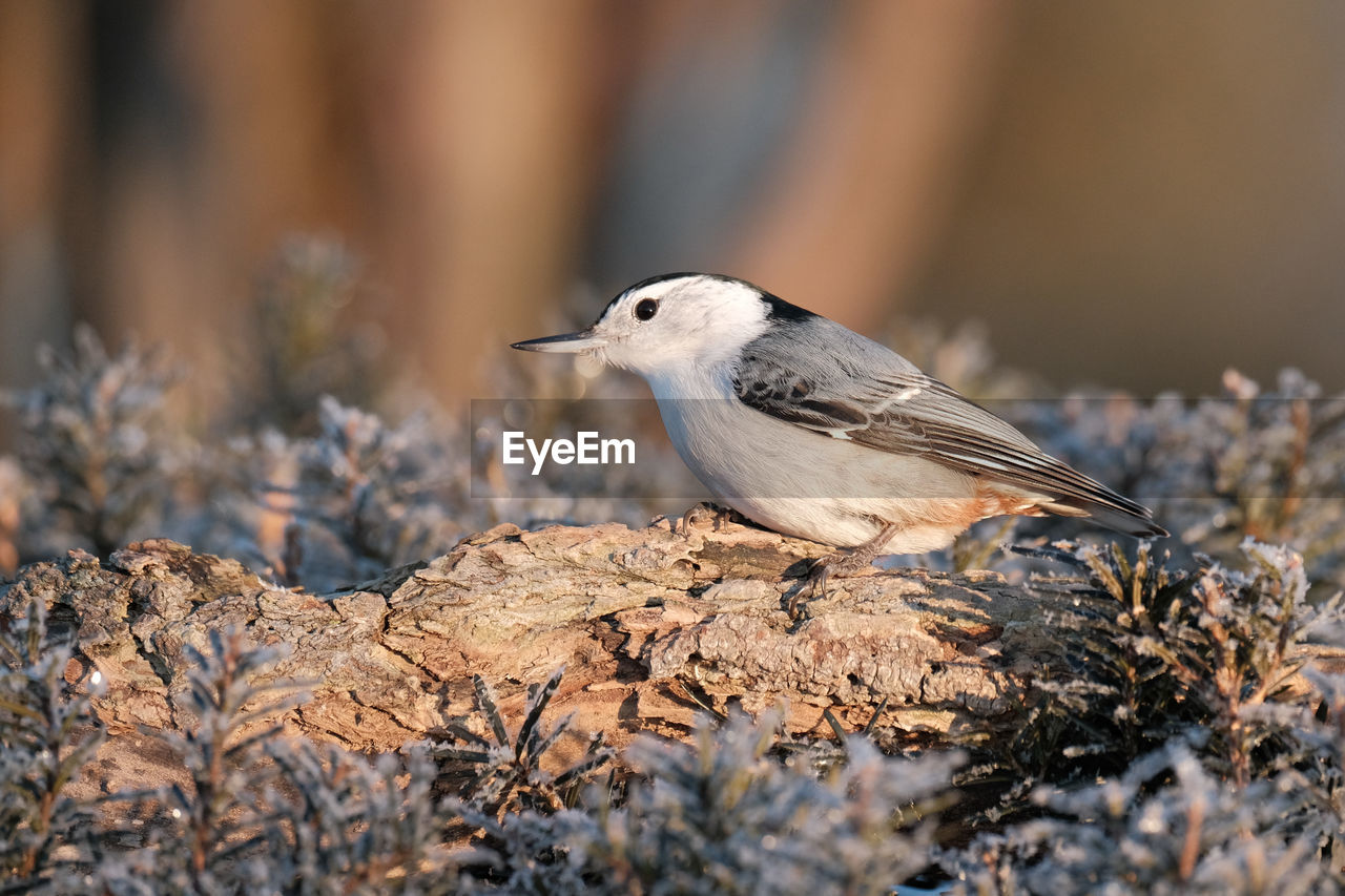 White-breasted nuthatch