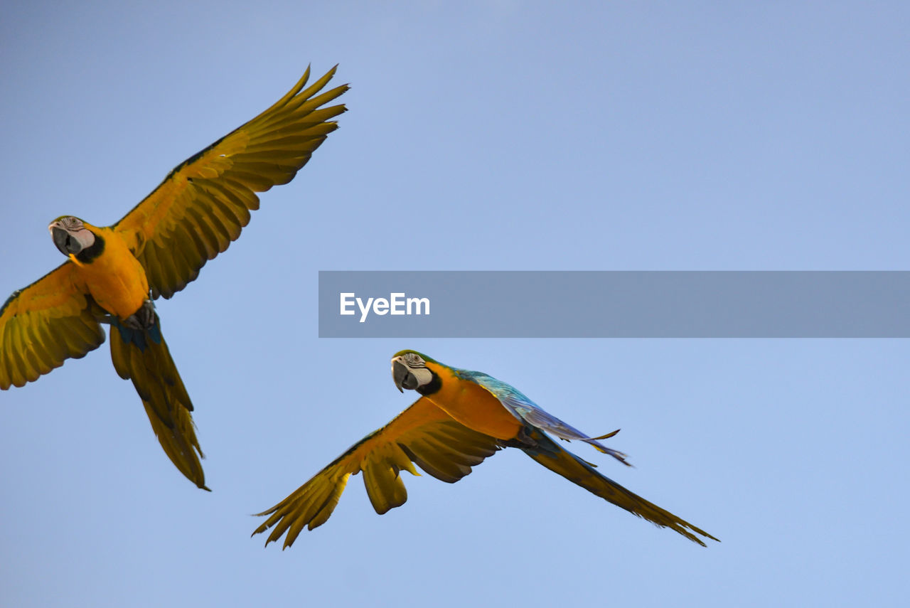 LOW ANGLE VIEW OF BIRDS FLYING AGAINST CLEAR SKY