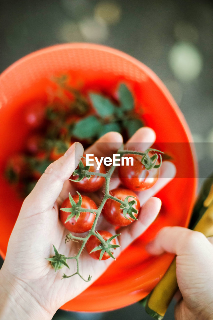 Close-up of hand holding tomatoes