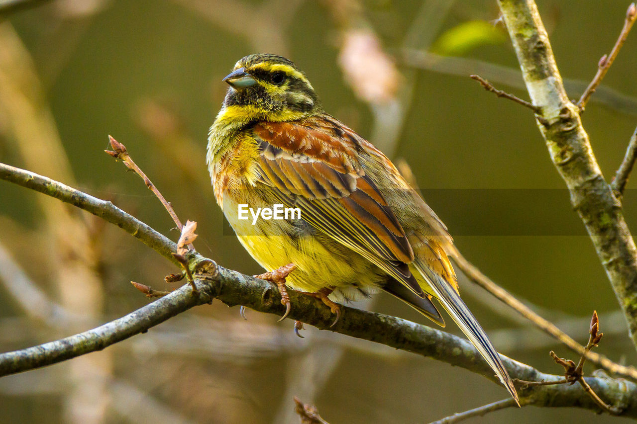 Close-up of bird perching on tree