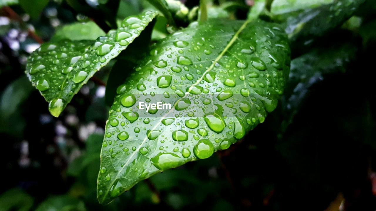 Close-up of water drops on leaf